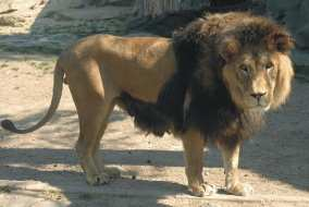f) Vyhynulý v přírodě (EW) Několik jedinců těchto druhů přežívá v zajetí, ale ve volné přírodě se již nevyskytují. Příkladem je lev berberský.