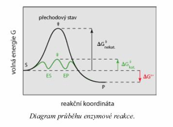 Katalýza Katalyzátory (enzymy) zvyšují reakční rychlost snížením aktivační energie zvýšení řádově 10 5 až 10