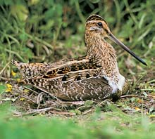 GEOLOGIE Horninov m podkladem území je pfiedev ím cordierit-biotitick migmatit, do kterého proniká v prostoru jiïnû od obce Sázava vloïka drobnozrnné biotit-muskovitické Ïuly typu Bíl Kámen.