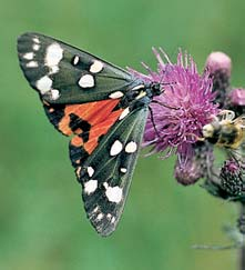 GEOLOGIE Lokalita se nachází na rozhraní metamorfovan ch hornin moldanubika.