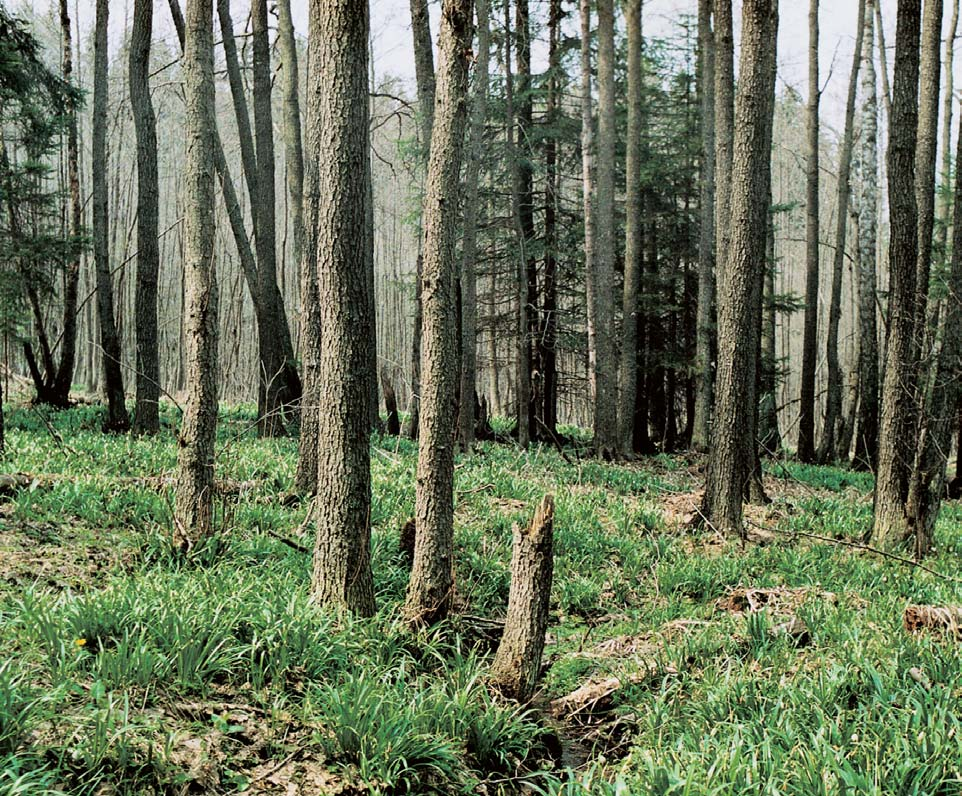 GEOLOGIE PodloÏí tvofií biotiticko-muskovitické aï muskoviticko-biotitické svorové ruly asvory.
