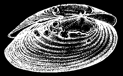 GEOLOGIE V horninovém podloïí se nalézají cordieritické ruly aï nebulitické migmatity. Horniny podloïí jsou pfiekryty kvartérními sedimenty vodního toku a na okrajích deluviálními svahovinami.