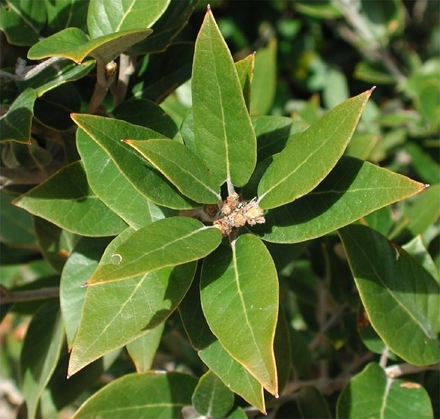 Evropa Původní vegetace: vţdyzelené dubové lesy svazu Quercion ilicis Q. ilex, Q. suber, Q.