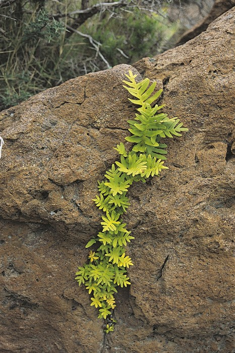 Ferula communis Evropa