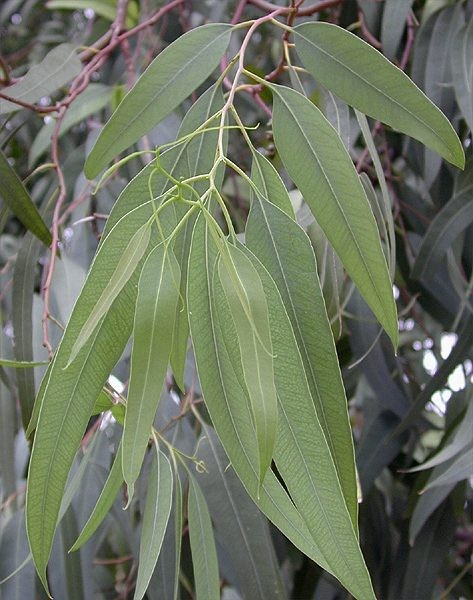 Austrálie Mediteránní klima se v Austrálii vyskytuje na jz. pobřeţí, v jiţní Austrálii a v západní Victorii. Eukalyptové lesy (karri, marri, jarrah, wandoo).