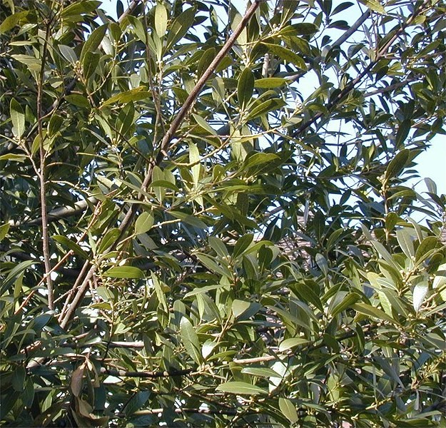 Adaptace rostlin A) sklerofylie - malé listy s tlustou kutikulou, s malým poměrem povrchu k objemu (x suché léto, nadbytek světla a nedostatek dusíku).