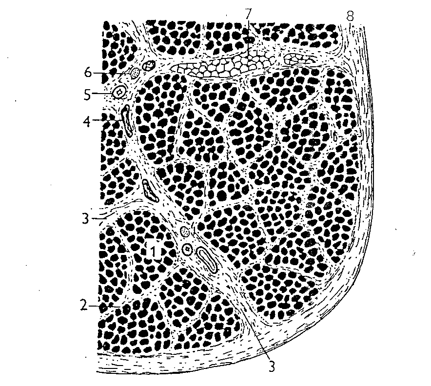 Vnitřní stavba svalového bříška na příčném řezu (1 primární svalový snopec, 2 vnitřní perimysium mezi primárními snopci, 3 vnitřní perimysium mezi sekundárními