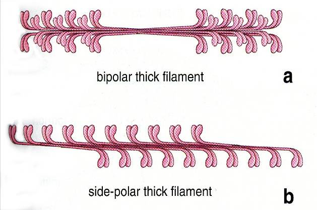 Aktin Myosin Sarkomera