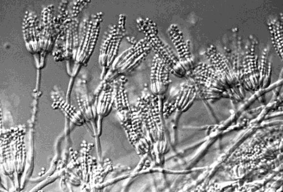 3. SINICE Sinice jsou mikroskopické jednobuněčné organismy podobné bakteriím (s prokaryotickou buňkou), ale se schopností provádět fotosyntézu.