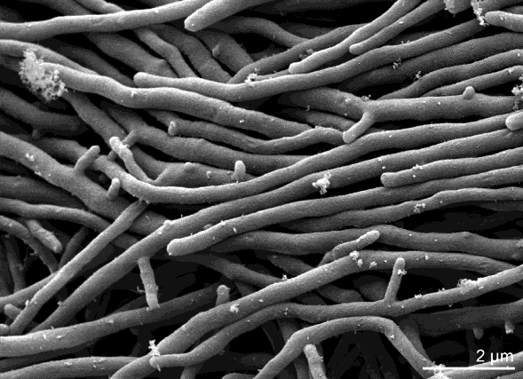 Podhoubí (= mycelium) Množením buňky nebo růstem houbového vlákna se na živném substrátu vytváří viditelné podhoubí.