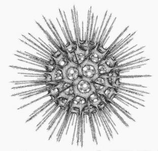 2. KOŘENONOŽCI Na povrchu buňky nemají plazmatickou membránu a cytoplazma se může volně rozlévat. Pohybují se vytvářením dočasných panožek (=výběžků cytoplazmy) přeléváním cytoplazmy.