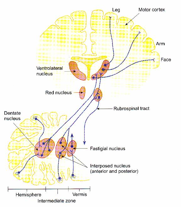 Dentate nuclei: project contralaterally through the superior cerebellar peduncle to neurons in the contralateral thalamus & from thalamus to motor cortex Func.