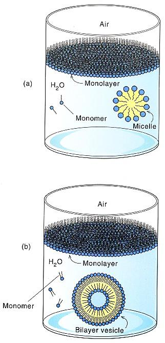 BIOLOGICKÉ MEMBRÁNY Funkce: isolace vs.