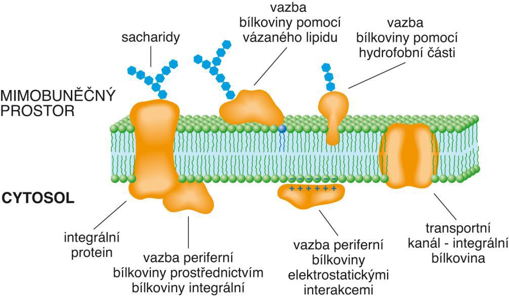 Buněčná