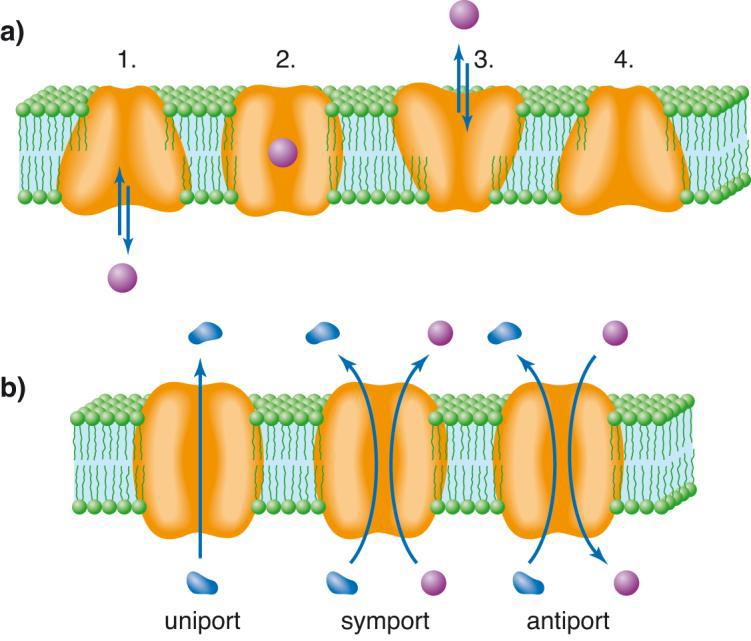- přenos pomocí integrálních proteinů transportérů: