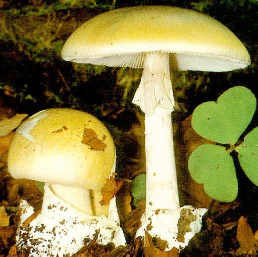 Najnebezpečnejšie sú huby, ktorých toxíny poškodzujú Muchotrávka zelená (Amanita phallides) Príznaky: