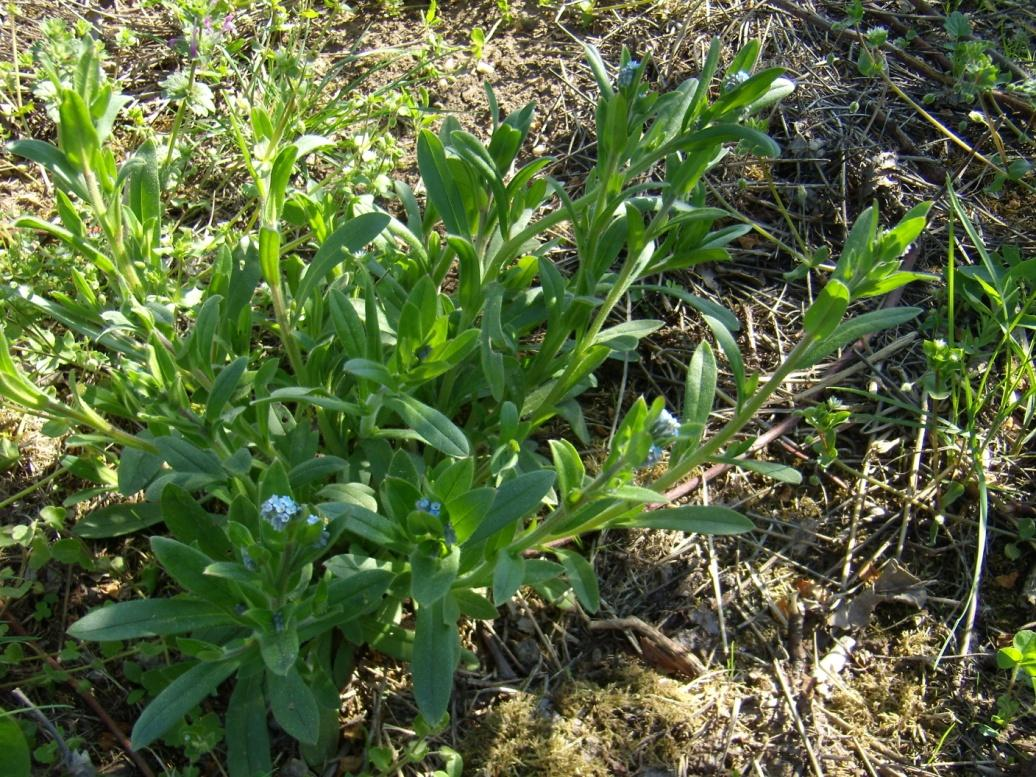 Obr. 7 Kokoška pastuší tobolka (Capsella bursa-pastoris) (Vlastní