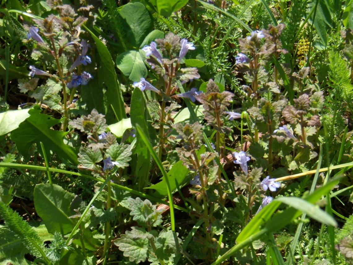 Obr. 11 Locika kompasová (Lactuca serriola) (Vlastní fotodokumentace)