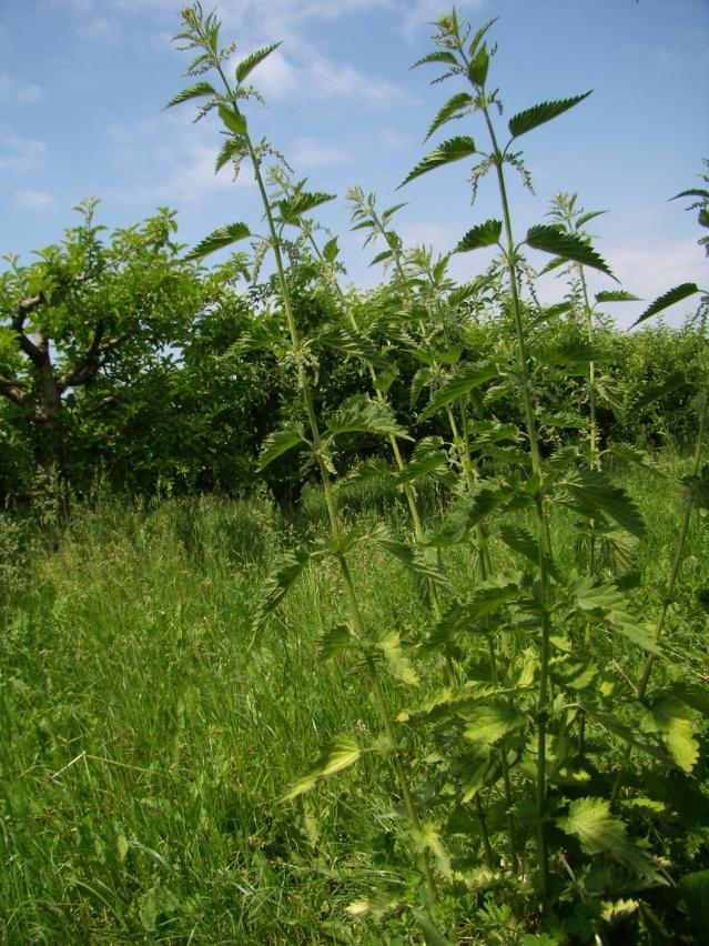 Obr. 13 Merlík bílý (Chenopodium album) (Vlastní fotodokumentace)