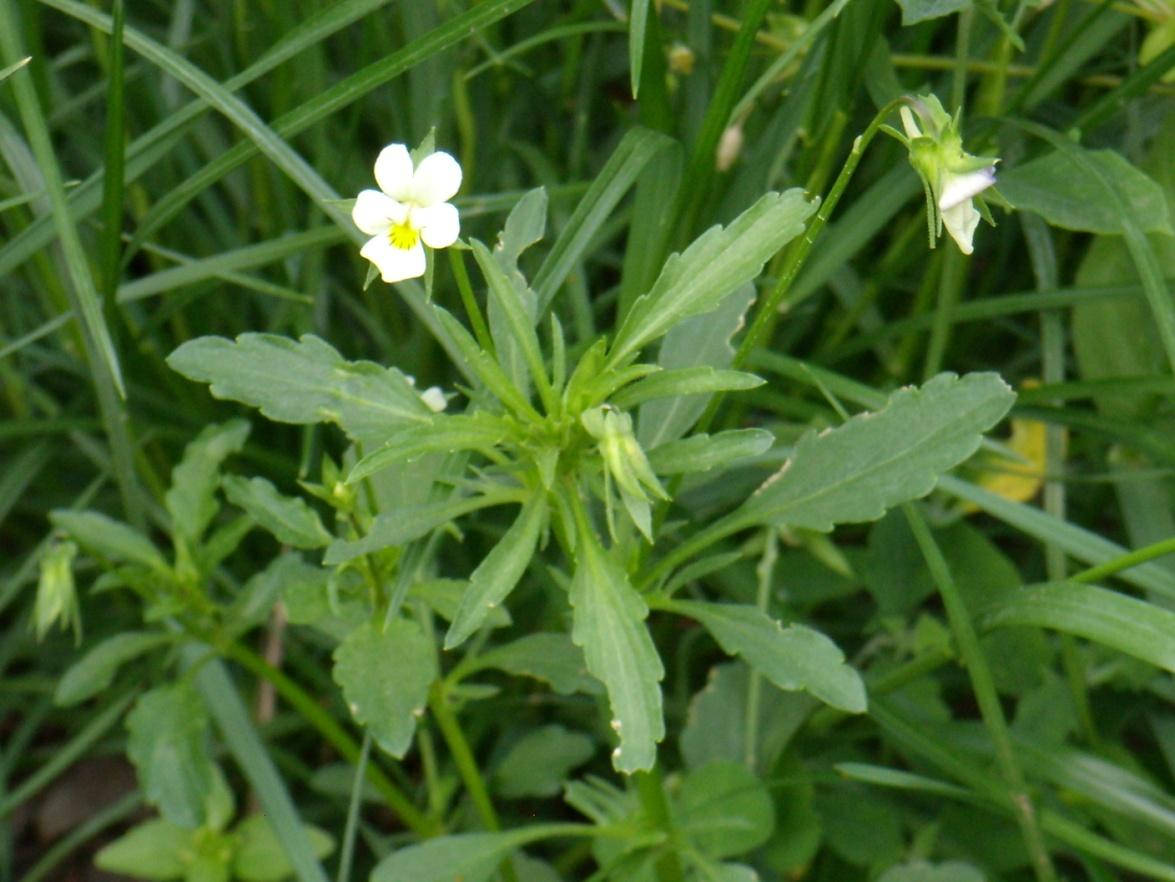 Obr. 17 Sveřep jalový (Bromus sterilis) (Vlastní