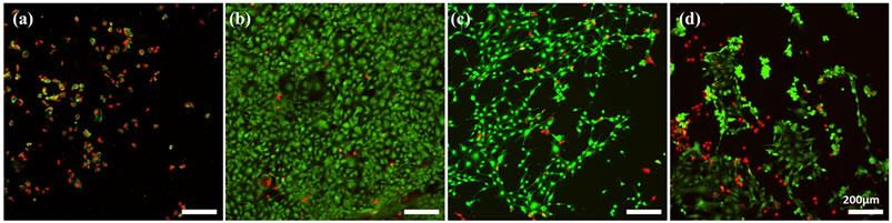 Mikroskopie Fluorescenční (značení jader, značené protilátky) SEM LIVE/DEAD assay - Rozlišení živých a mrtvých buněk (% viability) Živé buňky jsou obarveny