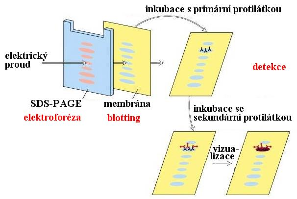 WESTERN BLOTTING 1. elektroforéza rozdělení proteinů, např. SDS-PAGE 2.