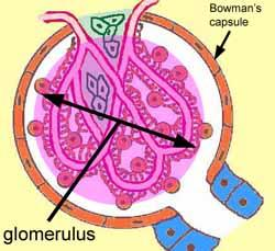Glomerulus + Bowmanův váček = ledvinné (Malpighické) tělísko = filtrační