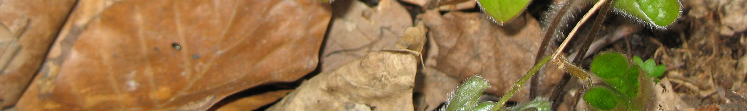 Obr. 3: Corydalis solida (lokalita č.