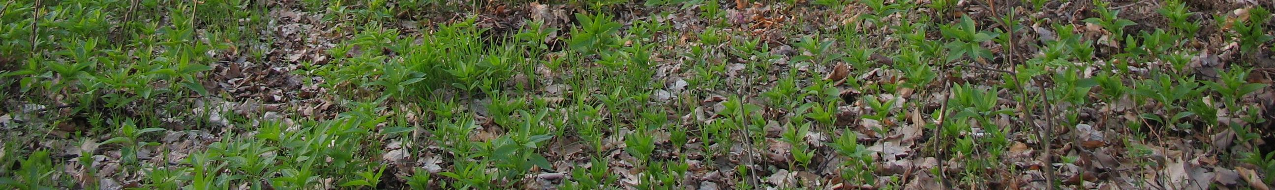 Bylinný lem svazu Trifolion medii je tvořen druhy Astragalus glycyphyllos, Clinopodium vulgare (diagnostické druhy), Melampyrum nemorosum (diagnostický druh, tvoří i dominantu porostu), Brachypodium