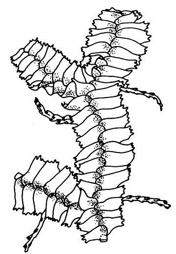 Bazzania trilobata rohozec trojlaločný (herbářová poloţka) Výskyt: často v hustých, vysokých porostech, především na vlhké půdě ve smrčinách, na rašelinné půdě, na trouchnivějících kmenech i