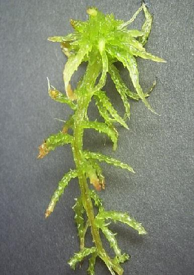 Sphagnum sp.