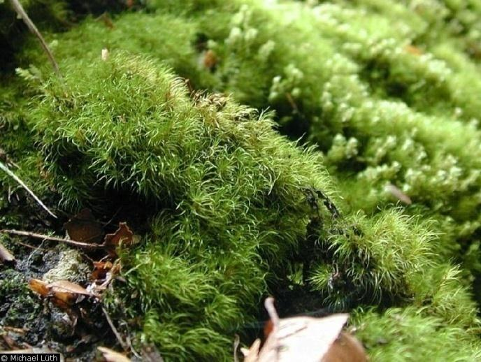 Dicranodontium denudatum hyčovka lámavá (herbářová poloţka) Výskyt: na rašelinné půdě, humusu, trouchnivějícím dřevě pařezů a padlých kmenech stromů, ale i na lesní půdě a na pískovcových skalách od