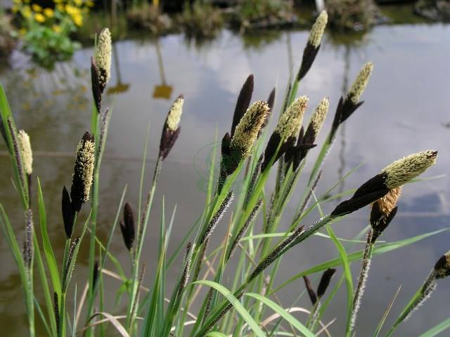 Obrázek 7: Ostřice horská (Carex montana) (http://www.oseva.cz/new/).