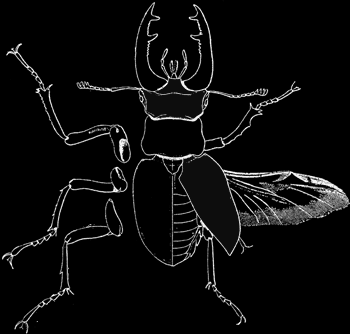 13. řád : BROUCI krovky Hmyz s opancéřovaným tělem; popsáno 350 000 druhů. Druhy masožravé (loví drobné živočichy), býložravé (okusují listy a plody rostlin) i všežravé.