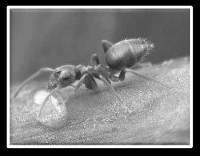 15. řád : BLANOKŘÍDLÍ Mezi blanokřídlými jsou nejen důležití opylovači rostlin (včela, čmelák) a hubitelé hmyzích škůdců (lumek), ale také i škůdci, jejichž larvy okusují listy stromů (pilatka).