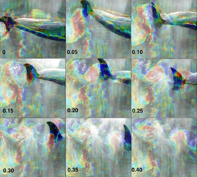 Na obr. 24 je ukázán cyklus vlnění ocasní ploutve delfína s časem uvedených v sekundách. Vektory rychlostí jsou označené barevně.