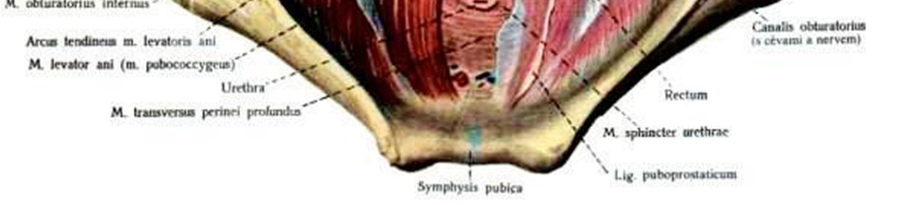 Příloha č. 1: Svaly pánevního dna Obrázek č.
