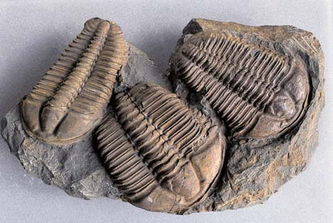 2 stvo velk ch i drobn ch trilobitû (Paradoxides, Ptychoparia, Conocoryphe, Conocephalina a dal í) doprovázené velmi zajímav mi ostnokoïci (Akadocrinus, Acanthocystites, Lichenoides), hyolity a dal