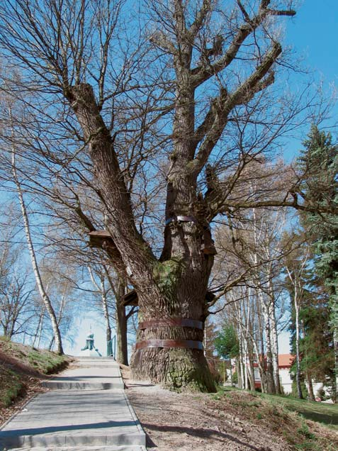 Okres Pfiíbram Památné stromy. Lípa malolistá, skupina 2 stromû, k. ú. Bohutín, p. ã. 808/5, u fary pfied Z. O: 332, 203 cm, Vs: 20 a 22,5 m, S: asi 70 let. 2. Lípa malolistá, stromofiadí, k. ú. Bor u Bfieznice, p.