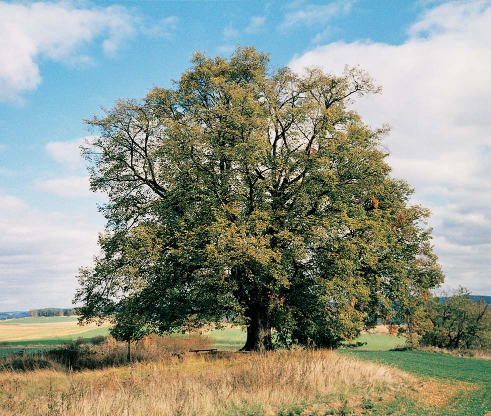 4 67. Dub letní, k. ú Rejkovice, p. ã. 70/, vnûj í (vzdu ní) strana hráze Hejdovského rybníka. O: 470 cm, Vs: 22 m, S: asi 200 let. 68. Javor klen, k. ú. RoÏmitál pod Tfiem ínem, p. ã. 2309, naproti vrátnici Agropodniku u silnice.