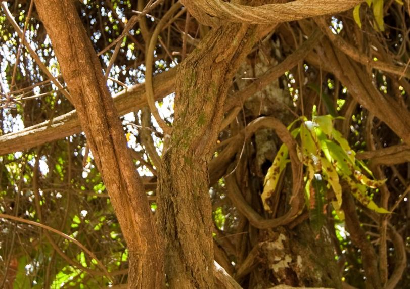 Koncept tradiční amazonské domorodé medicíny 41 Obr. č. 9: Liána ayahuasca může dosáhnout výšky až 30 m.