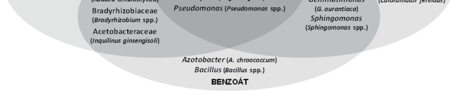 sekundárních metabolitů rostlin i potenciální důsledky těchto změn pro odbourávání PCB. Hlavními testovanými rostlinnými druhy byl křen selský, tabák viržinský a lilek černý.