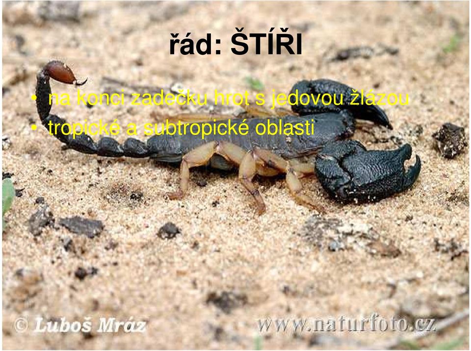 jedovou žlázou