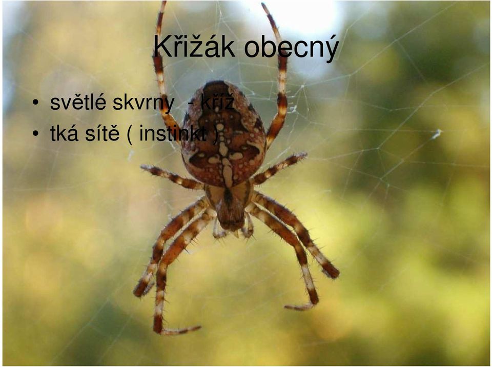 - kříž tká