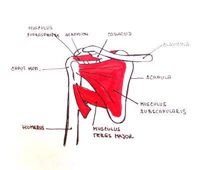 2.2.1 Ramenní kloub Ramenní kloub (articulacio humeri) kořenový kloub je proximální kulovitý volný kloub horní končetiny spojující pažní kost (humerus) s pletencem horní končetiny, respektivně s