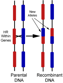 Meióza a rekombinace Rekombinace genů vzniklá překřížením (crossing over) má význam pro evoluci dostanou-li se některé geny do sousedství s geny novými, mohou vznikat nové formy znaků.