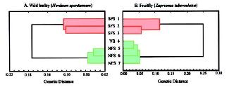 Evoluce diverzity genomu-fenomu v podmínkách stresu prostředí Nei genetická vzdálenost v