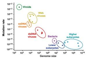 Mutační rychlost Variabilní v kontextu genomu (vyšší mutace = hotspots),