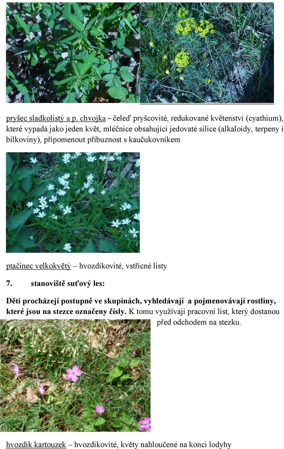 (alkaloidy, terpeny i bílkoviny), připomenout příbuznost s kaučukovníkem ptačinec velkokvětý hvozdíkovité, vstřícné listy 7.