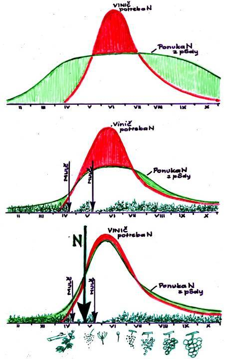 Hnojenie dusíkom - určiť potrebu hnojenia dusíkom - podľa výsledkov listových analýz - obsah N v listoch je pod hodnotou 2,0 - hodnota N/K je nižšia ako 1,9 - hodnota K je vyššia ako 1,4 - podľa